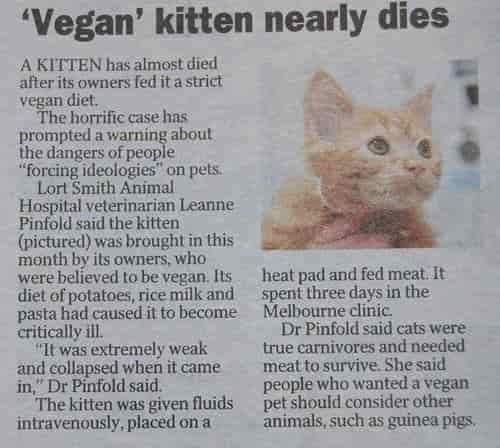 "Vegan" Kitty Nearly Dies 1 Vegan Kitty Nearly Dies