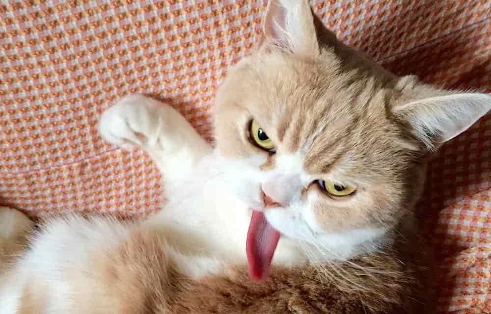 Koyuki Angry Cat vs Grumpy Cat