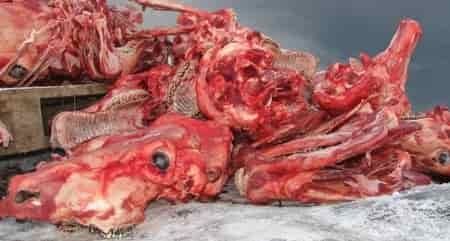 Are by-products bad? 1 By-products ~ sorry for the gruesome image