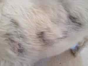 Woolworths Baxters Dog Food - Skin, Hair Loss