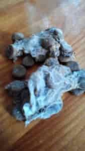 Woolworths Baxters Dog Food - Mould, Maggots