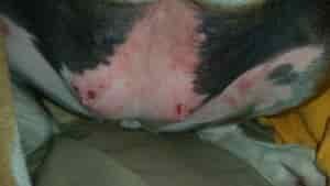 Woolworths Baxters Dog Food - Rash, Hot Spots