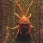 Dog food brands to avoid 1 Wheat Mite - Dog food brands to avoid