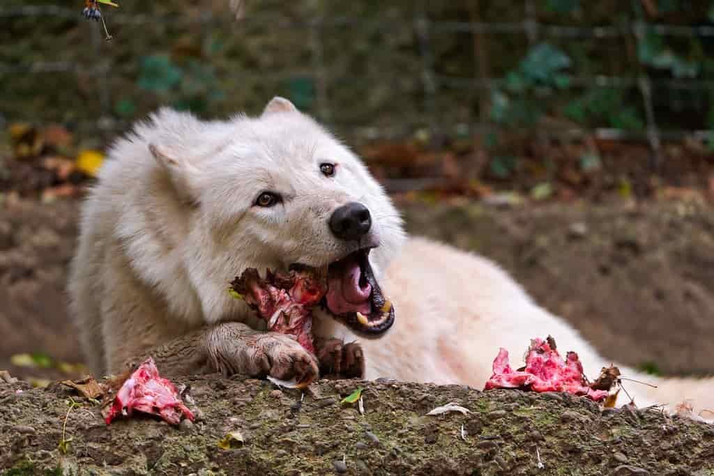What's the best working dog food in America? 3 What is the best Working Dog food in America - what ingredients benefit a working dog?