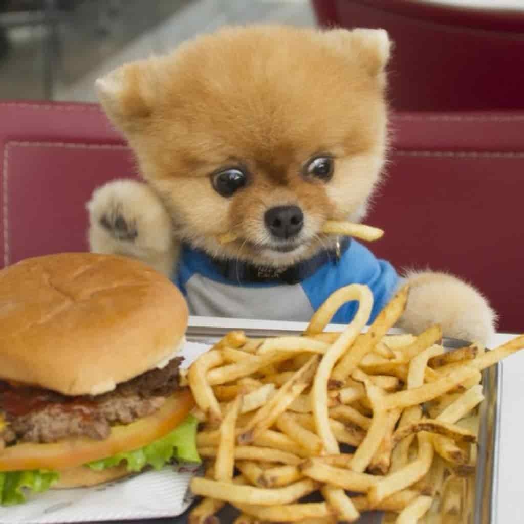 How to feed a dog (or cat) 2 Should a dog eat only one brand of dog food?