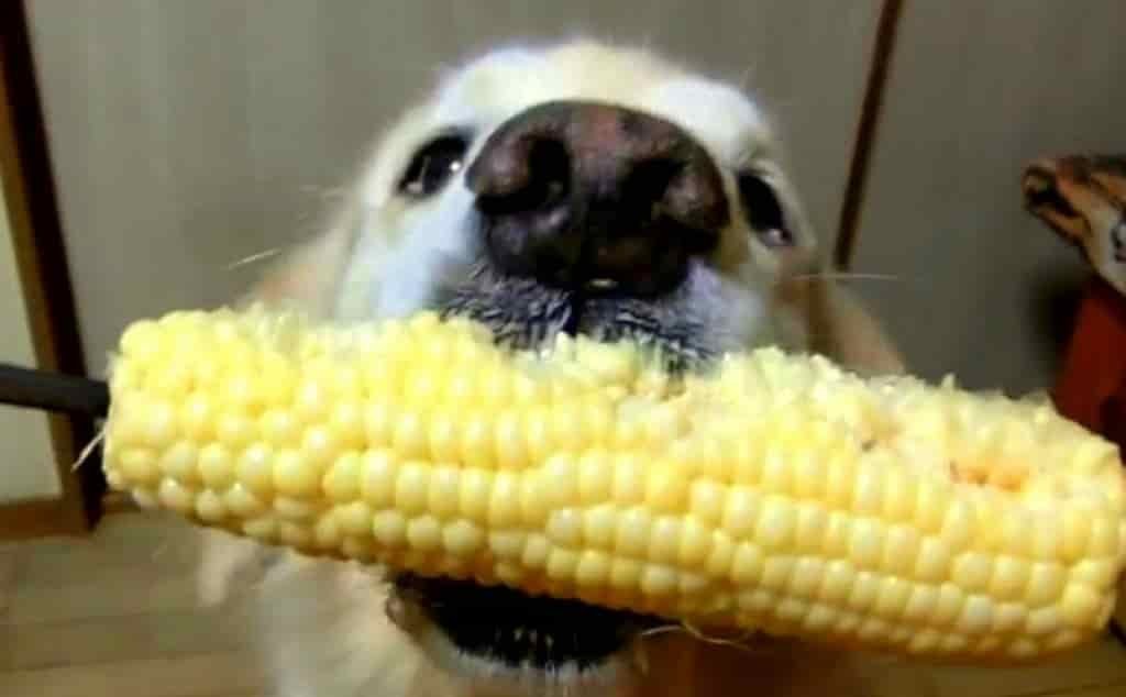 How to feed a dog (or cat) 1 Should a dog eat corn