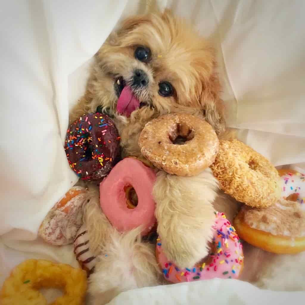 How to feed a dog (or cat) 8 Why does a dog like a food
