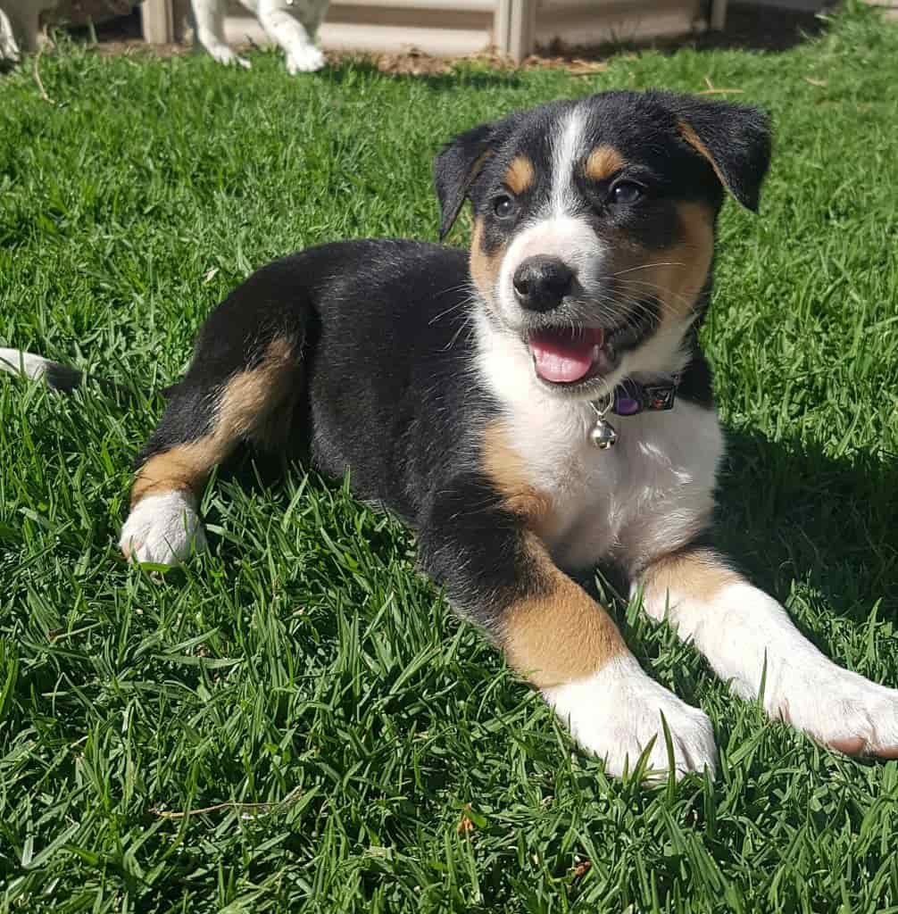 Border Collie X Kelpie 3 Border Collie X Kelpie