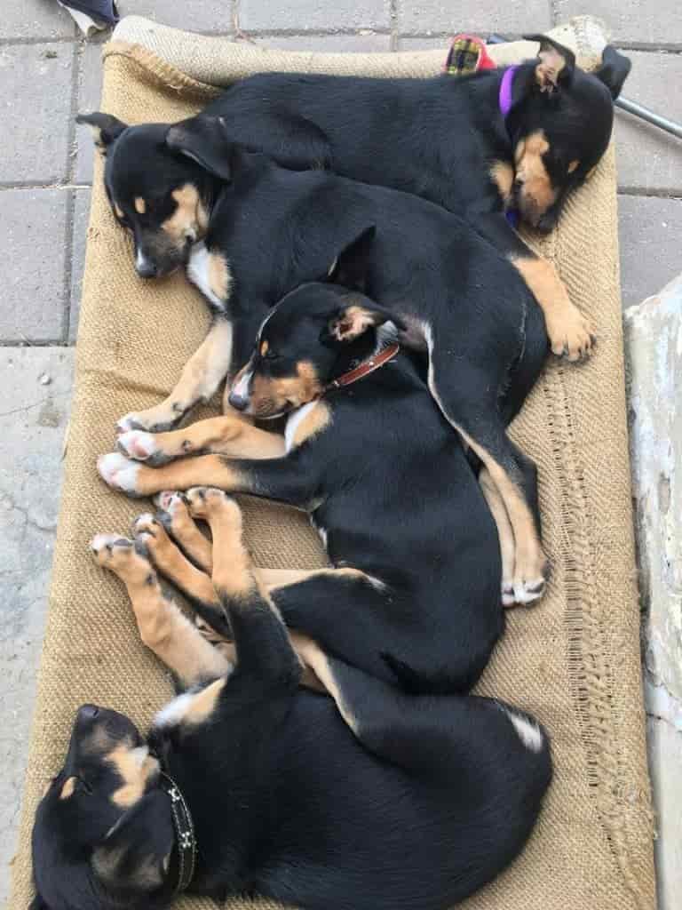 Border Collie X Kelpie 4 Border Collie X Kelpie