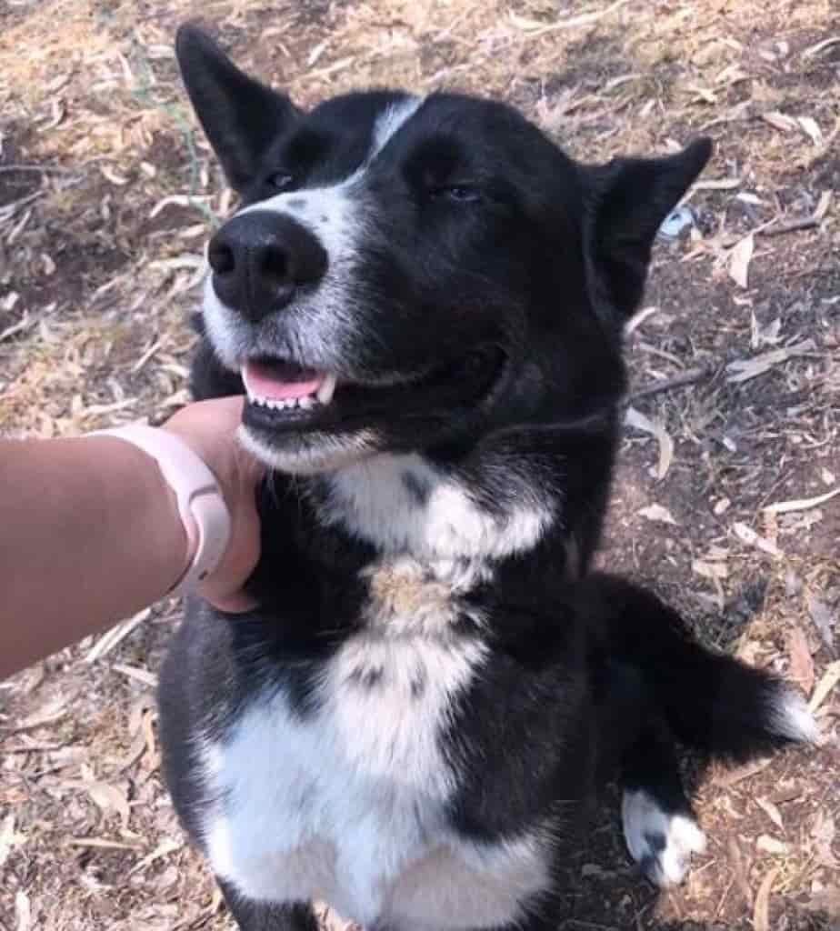 Border Collie X Kelpie 5 Border Collie X Kelpie