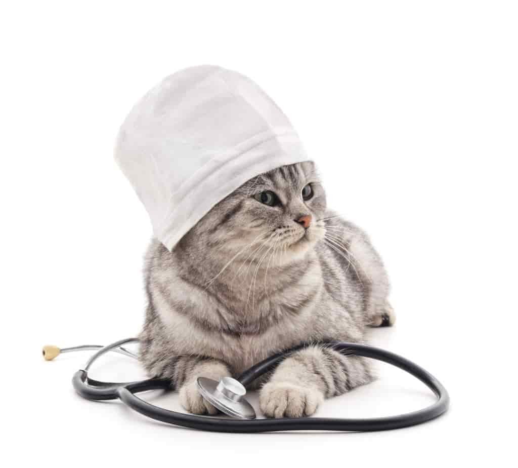 Heart disease in dogs 1 Heart disease in cats