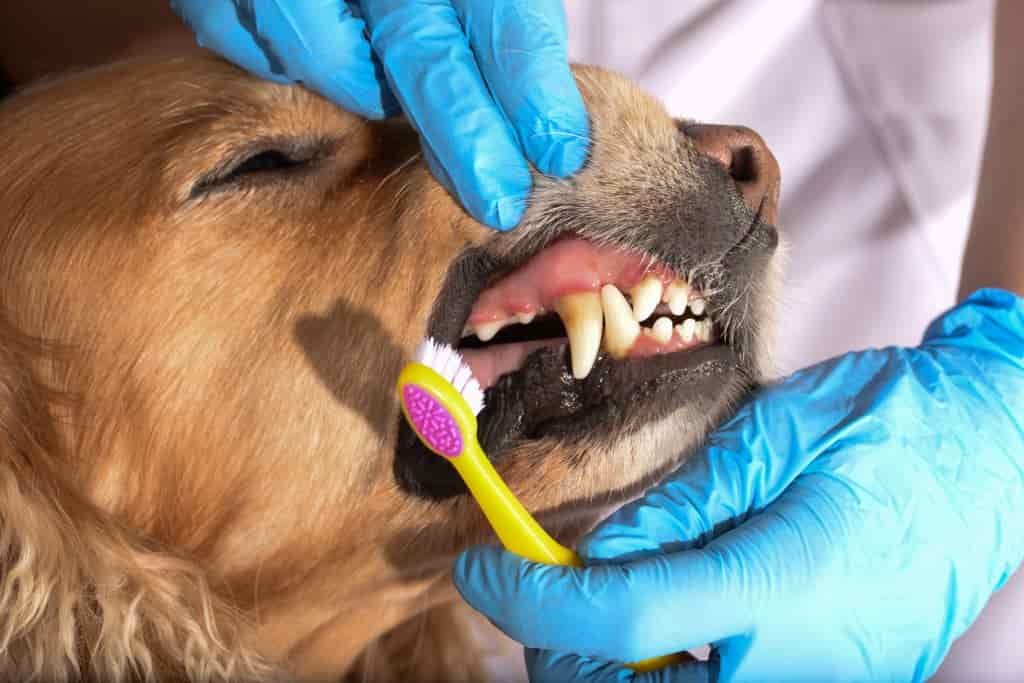 Heart disease in dogs 2 Avoiding heart disease in dogs - brushing your dog's teeth