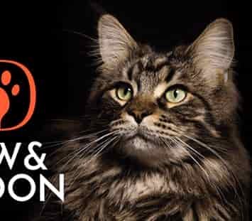 Paw & Spoon Cat Food Review 1 Paw & Spoon Cat Food Review