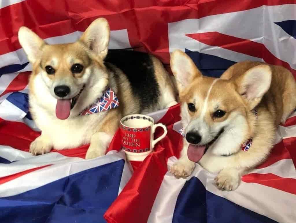 What does the Queen feed her Corgis, Dorgi, and Cocker Spaniel? 1 What does The Queen feed her dogs - Jubilee Corgis
