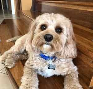 Cavoodle Breed Information (Cavapoo) 4 Cavoodle Breed Profile #2