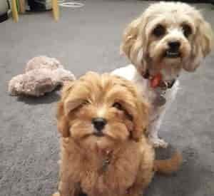 Cavoodle Breed Information (Cavapoo) 5 Cavoodle Breed Profile #3