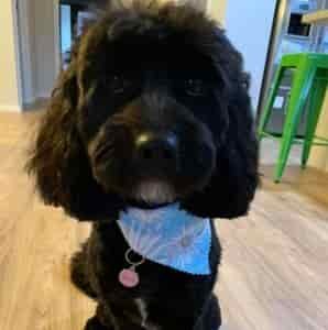 Cavoodle Breed Information (Cavapoo) 6 Cavoodle Breed Profile #4