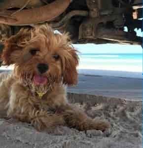 Cavoodle Breed Information (Cavapoo) 3 Cavoodle Breed Profile #1