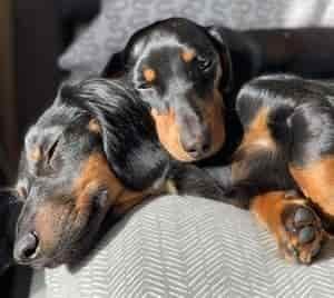 Dachshund Breed Information 5 Dachshund breed profile #4