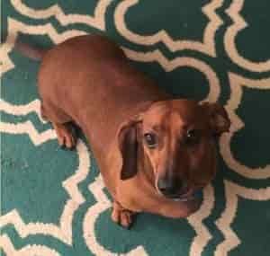 Dachshund Breed Information 4 Dachshund breed profile #3