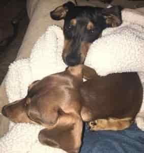 Dachshund Breed Information 2 Dachshund breed profile #1