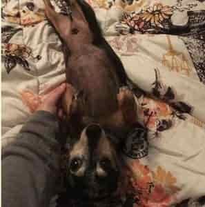Dachshund Breed Information 3 Dachshund breed profile #2
