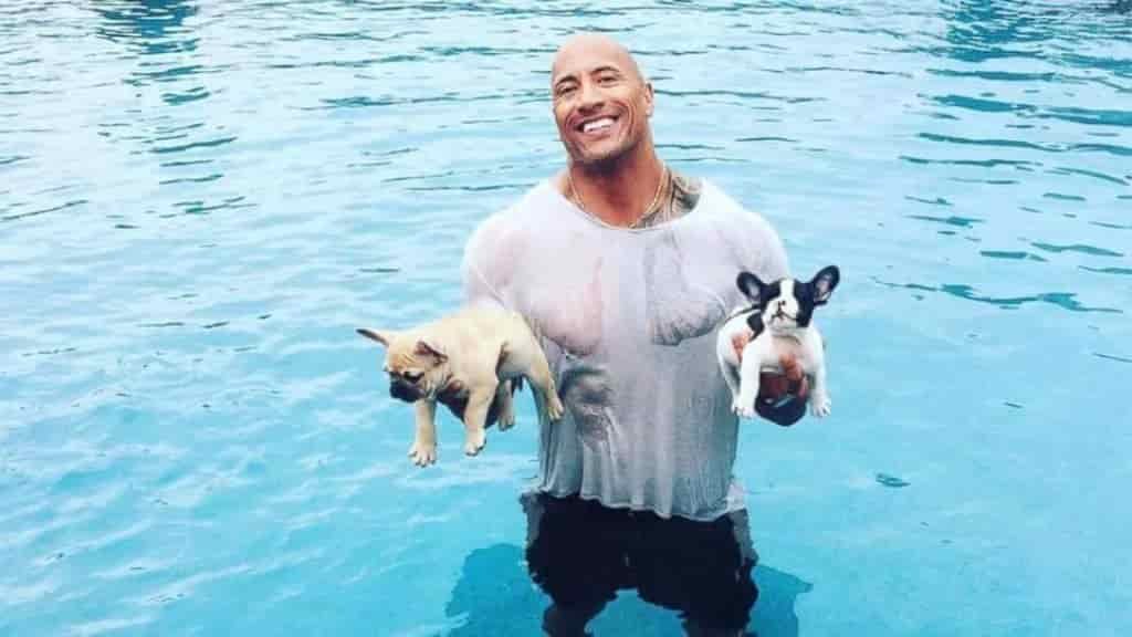 French Bulldog Breed Information 1 Dwayne Johnson with French Bulldogs