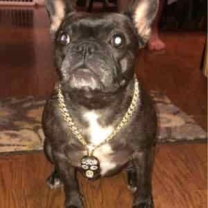 French Bulldog Breed Information 3 French Bulldog Breed Profile #1