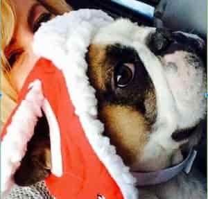 French Bulldog Breed Information 4 French Bulldog Breed Profile #2