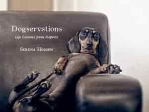 Dachshund Breed Information 1 Dachshund Breed Information