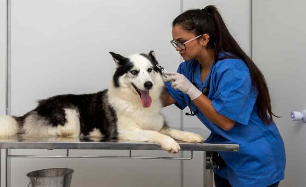 Ear Infections in Dogs - Symptoms, Treatment, & Prevention 1 What to do if your dog has an ear infection