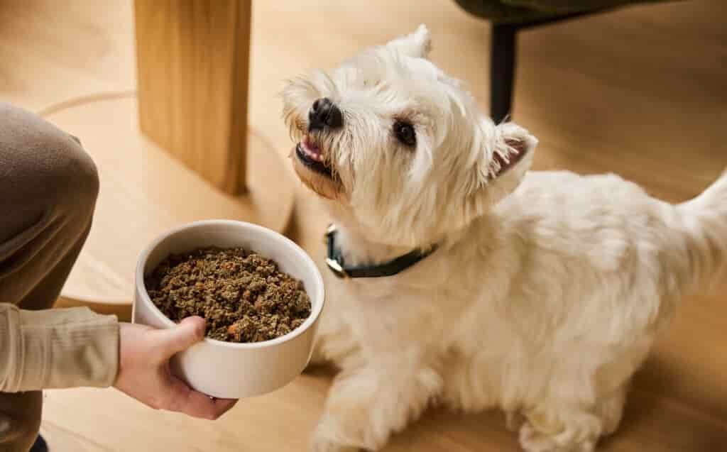 Hypoallergenic Dog Foods: What You Need to Know 2 Lyka hypoallergenic dog food