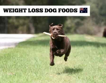 Weight Loss Dog Foods America