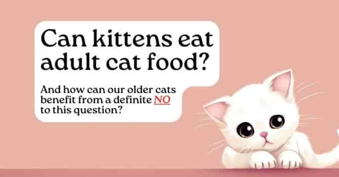 Can kittens eat adult cat food?