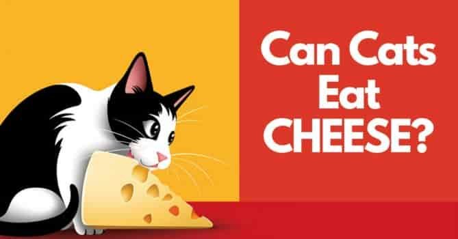 Can cats eat cheese?