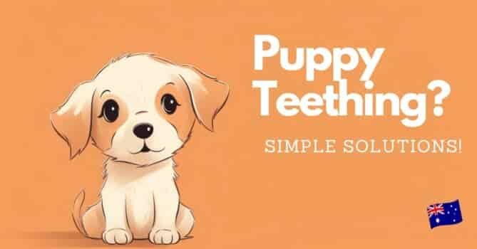 Puppy Teething Solutions