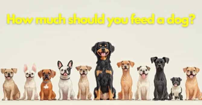 How much should you feed a dog?