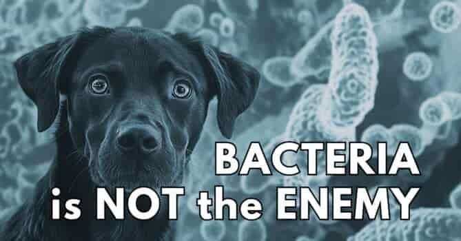 Bacteria in raw dog food